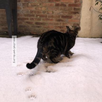 Photo 4/4 Hoshi Chat perdu à Le mans