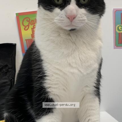 Photo 1/1 Chat retrouvé Perdu à Reims la neuvillette