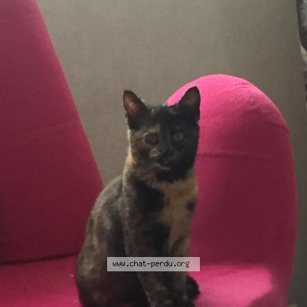 Photo 1/1 Chanel Chat perdu à Sardon