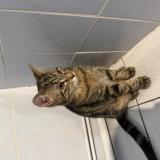 Photo de chat trouvé à Saint Sebastien Sur Loire