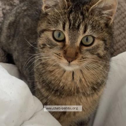 Photo 1/1 Yaku Chat perdu à Gosselies