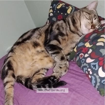 Photo 1/1 TIGROU Chat perdu à Colombes