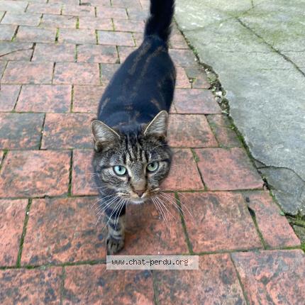 Photo 1/1 Chat trouvé Trouvé à Sommevoire