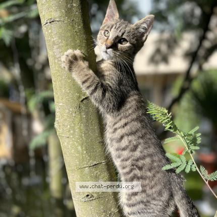 Photo 1/1 Arthur Chat perdu à Vaux sur mer