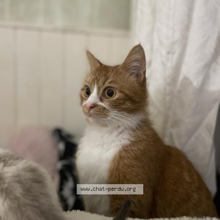 Photo 1/1 Chat retrouvé Perdu à Lille