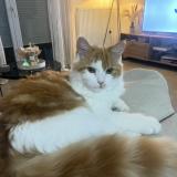 Photo de chat perdu à Muret