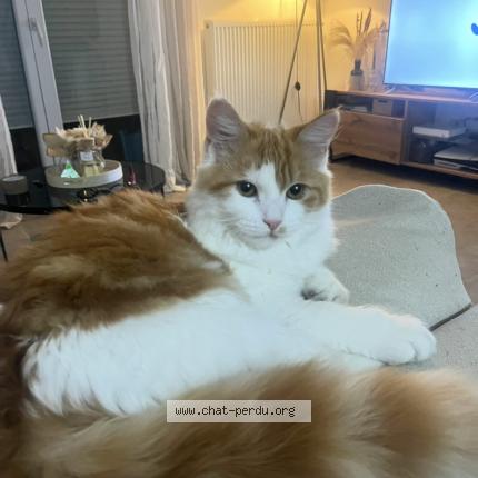 Photo 1/1 Bouba Chat perdu à Muret
