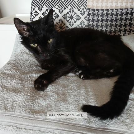 Photo 1/1 Blum Chat perdu à Flassans sur issole