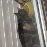 Photo de chat trouvé à Boutenac