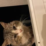 Photo de chat trouvé à Nieul Sur Mer