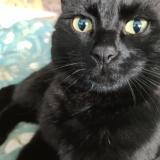 Photo de chat perdu à Pessac