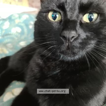 Photo 1/1 Snooky Chat perdu à Pessac