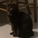 Photo de chat perdu à Le Mans