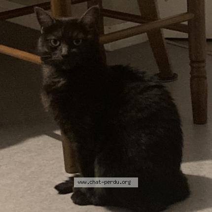 Photo 1/1 Miya Chat perdu à Le mans