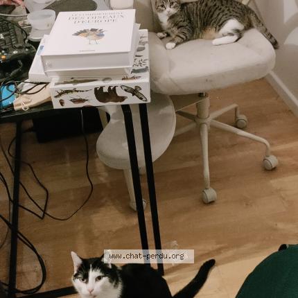 Photo 1/1 Zazie Chat perdu à Amfreville la mi voie