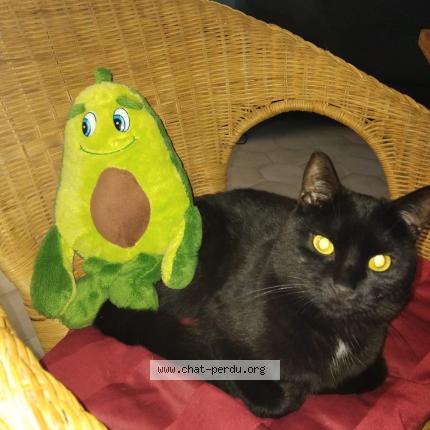 Photo 1/1 Lucky Chat perdu à Villiers sous grez