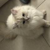 Photo de chat perdu à Sermerieu