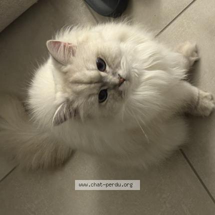 Photo 1/1 sans nom Chat perdu à Sermerieu
