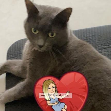 Photo 1/1 mimi Chat perdu à Villers st paul