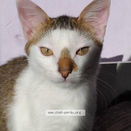 Photo 1/2 Moon. Chat perdu à Dijon