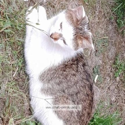 Photo 2/2 Moon. Chat perdu à Dijon