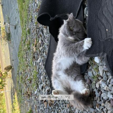 Photo 1/1 Usop Chat perdu à Lassay les chateaux