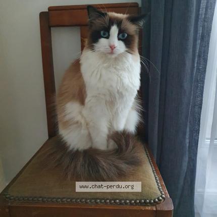 Photo 1/1 Roxane Chat perdu à Chevilly larue