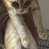 Photo de chat perdu à Scionzier