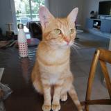 Photo de chat perdu à Saint Berthevin