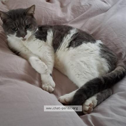 Photo 1/1 Fracasse Chat perdu à Sance