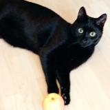 Photo de chat perdu à Cluny