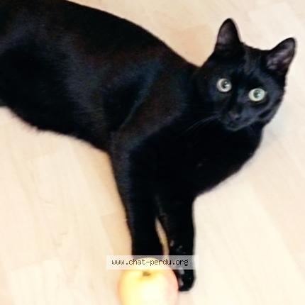 Photo 1/1 Mouche Chat perdu à Cluny