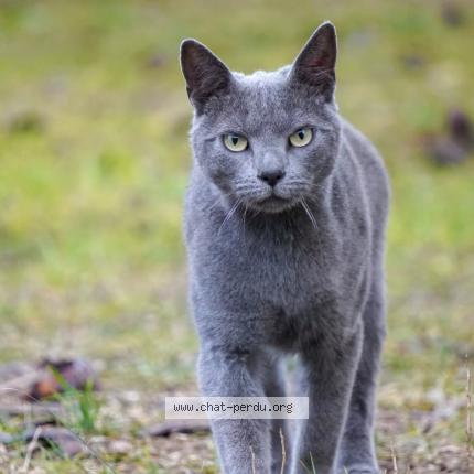 Photo 1/1 Salto Chat perdu à Arles