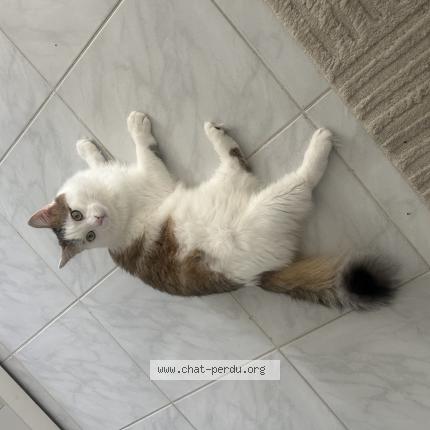 Photo 1/1 Yuki Chat perdu à Villefontaine