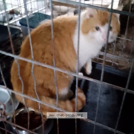 Photo 1/1 Chat trouvé Trouvé à Chalais