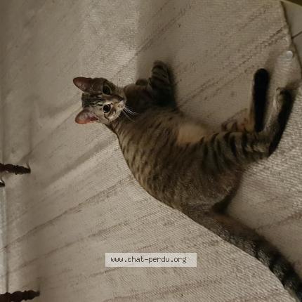 Photo de chat perdu à Meaux