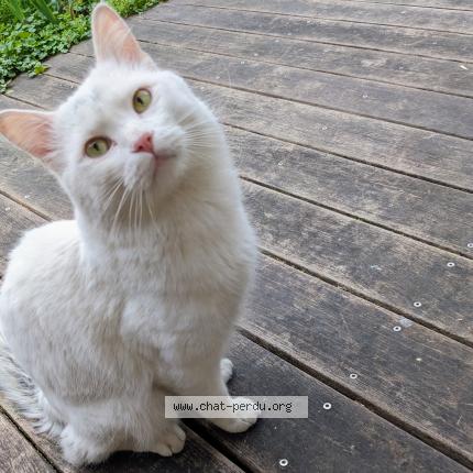 Photo 1/1 Chat trouvé Trouvé à Grenoble