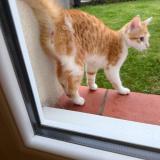 Photo de chat trouvé à Colomiers