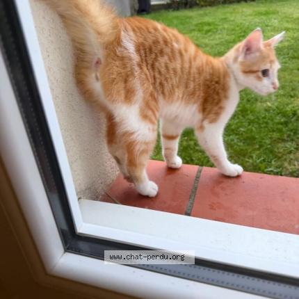 Photo 1/1 Chat trouvé Trouvé à Colomiers