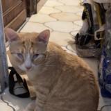 Photo de chat perdu à Tourcoing