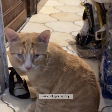 Photo 1/1 Fouini Chat perdu à Tourcoing