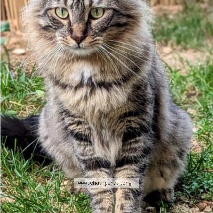 Photo 1/1 Marseille Chat perdu à Istres