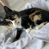 Photo de chat perdu à Orange