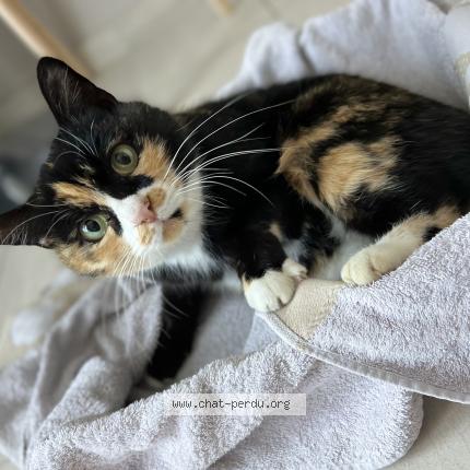 Photo 1/1 Curly Chat perdu à Orange