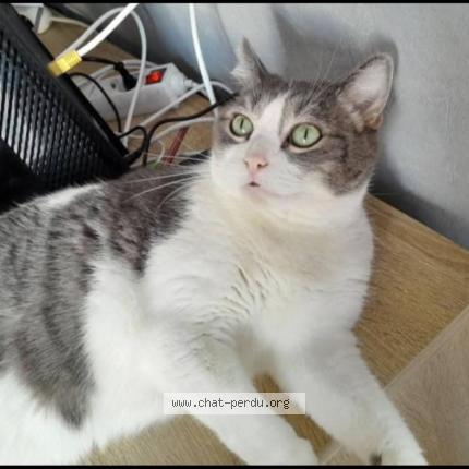 Photo 1/1 Bonnie Chat perdu à Dijon