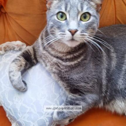 Photo 1/1 gatoshico Chat perdu à Santiago