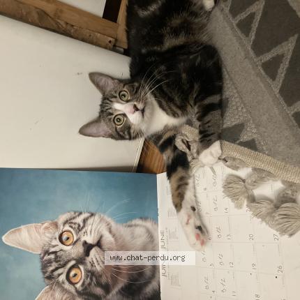 Photo de chat perdu à Colombes