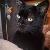 Photo de chat perdu à Nucourt