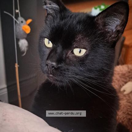 Photo 1/1 GON Chat perdu à Nucourt