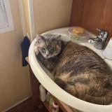 Photo de chat perdu à Bouvigny Boyeffles